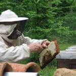 bees-894289_1920
