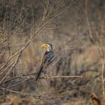 bird-1285206_1280